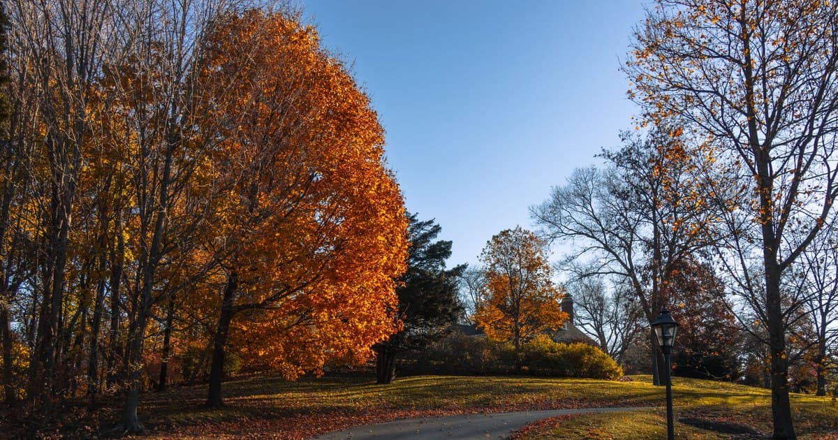 Idyllic autumn scene with a winding walkway surrounded by vibrant trees.