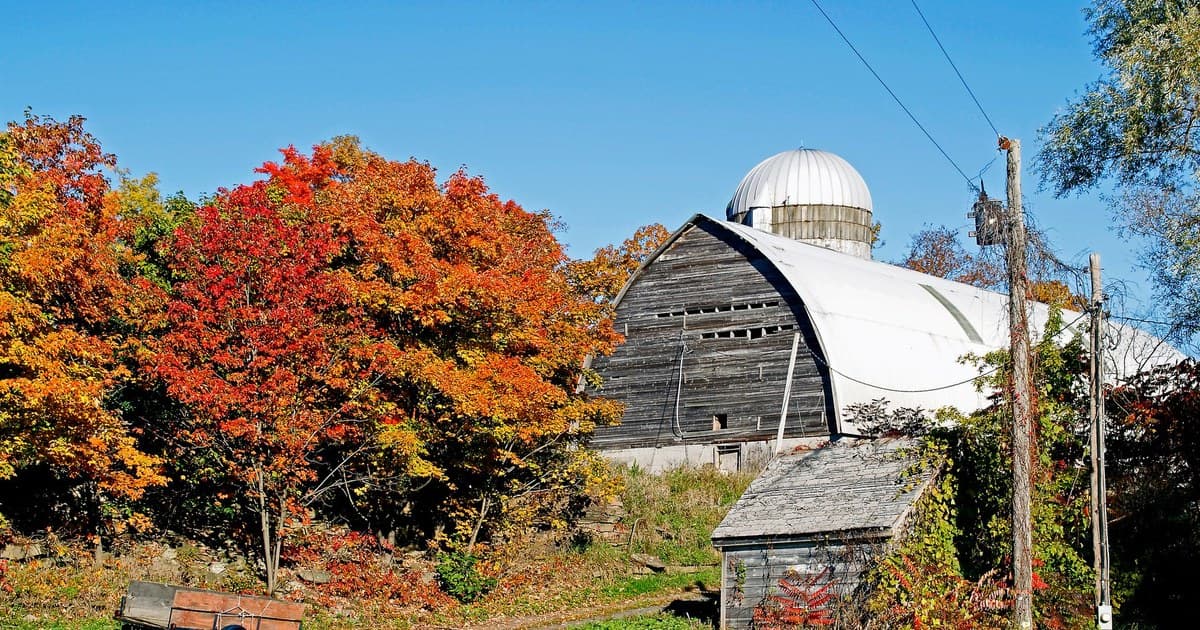 A picturesque wooden barn surrounded by vibrant autumn foliage in Westerlo, New York.